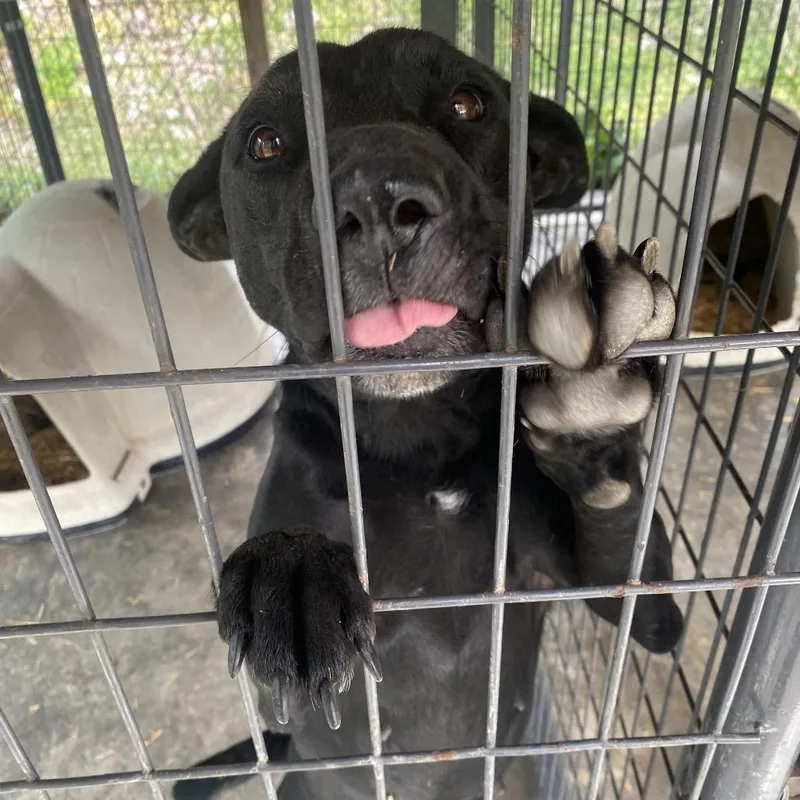 An adult medium-sized female Black German Shepherd Dog dog named Sirona for adoption in Caryville, TN