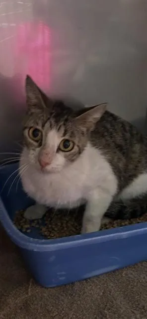 A young small-sized female Domestic Short Hair cat named Ivory for adoption in Killeen, TX