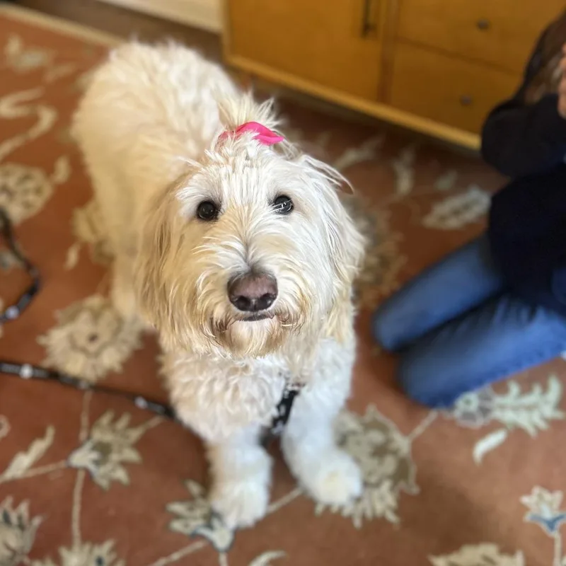 A young medium-sized female White / Cream Standard Poodle dog named Fiona for adoption in Brooklyn, NY