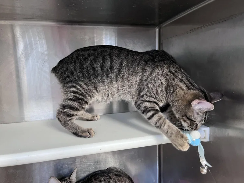 A young medium-sized male Domestic Short Hair cat named Plumpy for adoption in Carrollton, GA