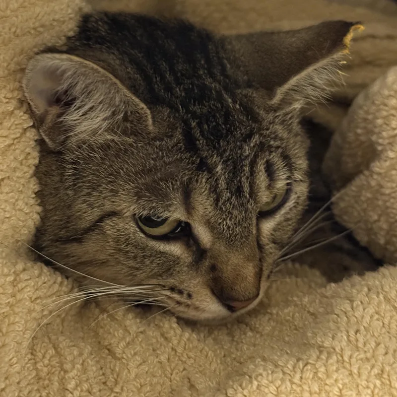 An adult medium-sized female Tabby (Brown / Chocolate) Domestic Short Hair cat named Beans for adoption in Lansing, MI