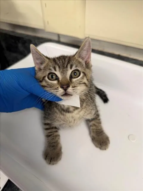 A baby medium-sized male Brown / Chocolate Domestic Short Hair cat named Java for adoption in Woodland, CA