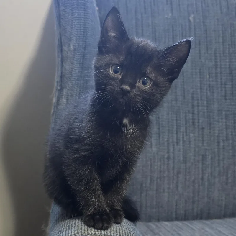 A baby small-sized male Domestic Short Hair cat named Gladiolus for adoption in Knoxville, TN