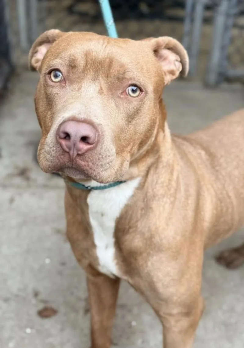 A young medium-sized male Brown / Chocolate Pit Bull Terrier dog named Pizza Puff for adoption in Chicago, IL