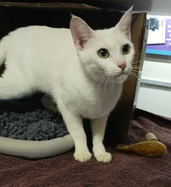 A young small-sized female Domestic Short Hair cat named Soda for adoption in Oakland, CA