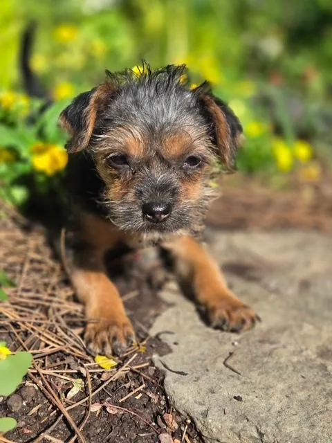 A baby small-sized female Yorkshire Terrier dog named Shirley for adoption in Williamsburg, VA