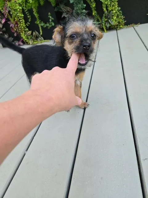 Shirley thumbnail 3