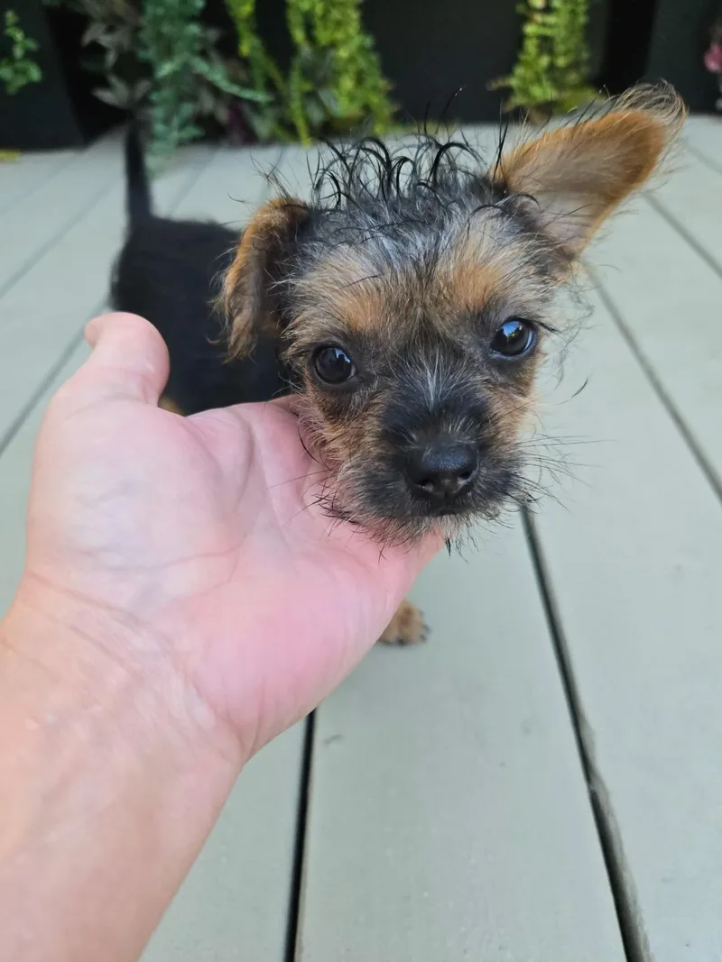 Shirley thumbnail 4