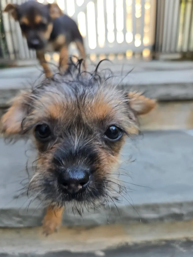 Shirley thumbnail 5