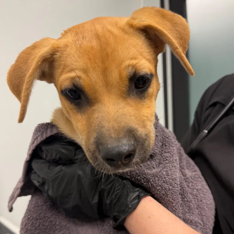 A baby medium-sized male Brown / Chocolate Labrador Retriever dog named Pippin for adoption in Abilene, TX