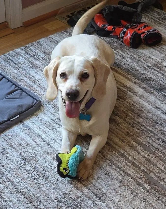 A senior medium-sized female Beagle dog named Daisy for adoption in Landenberg, PA