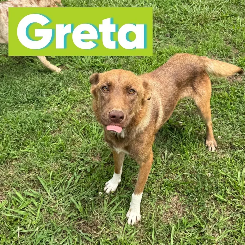 Greta