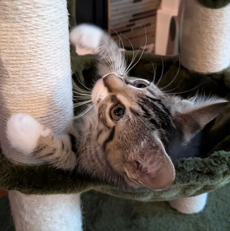 A baby medium-sized male Tabby (Gray / Blue / Silver) Domestic Short Hair cat named Roux for adoption in Wilsonville, OR