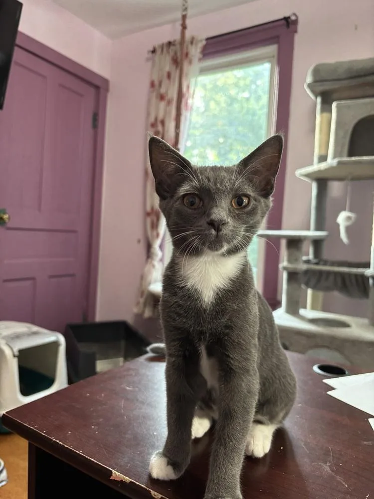 A baby small-sized female Gray & White Domestic Short Hair cat named Gumdrop for adoption in West Mifflin, PA