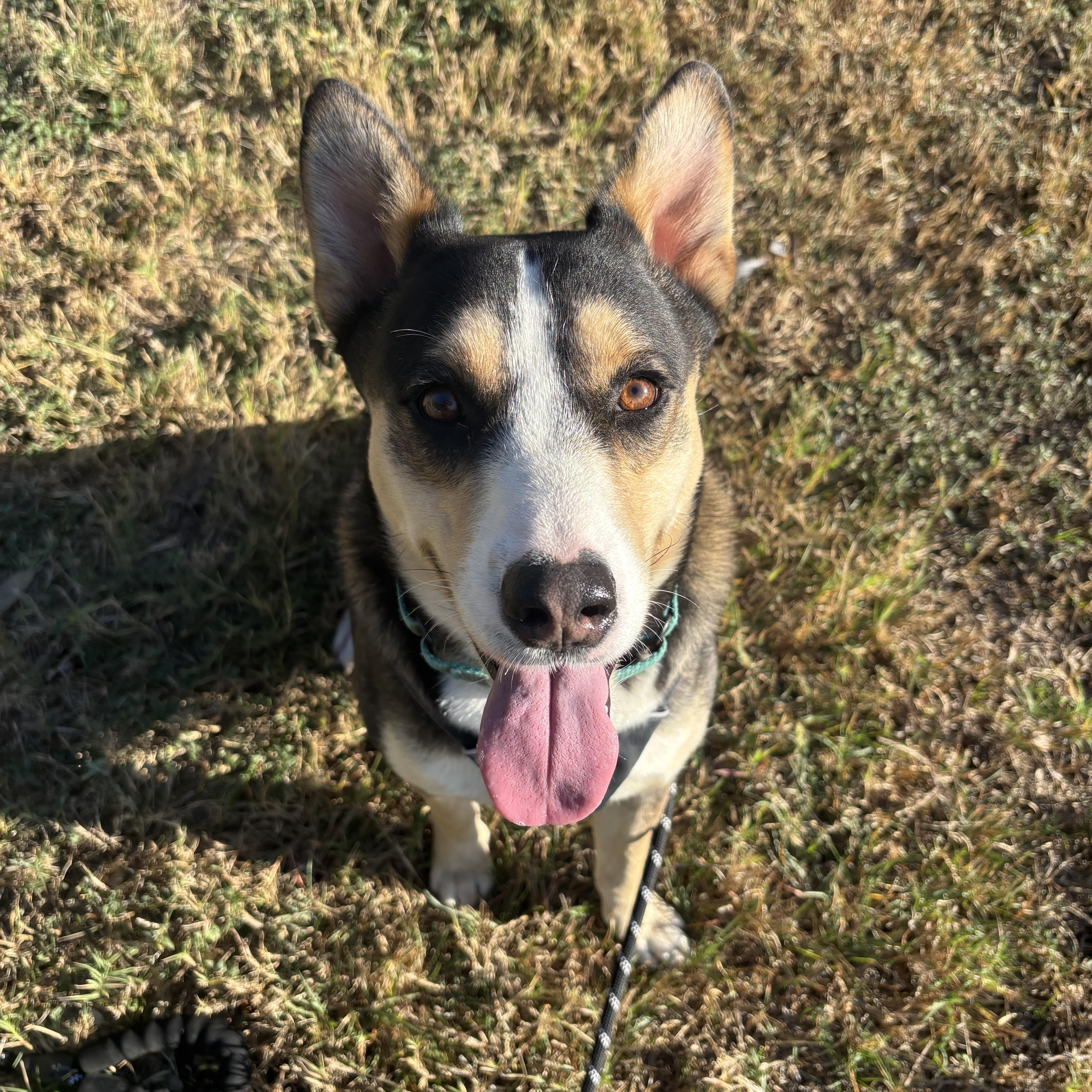 Buddy From Dillard thumbnail 3