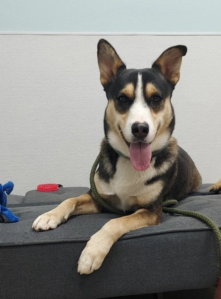 Buddy From Dillard thumbnail 5