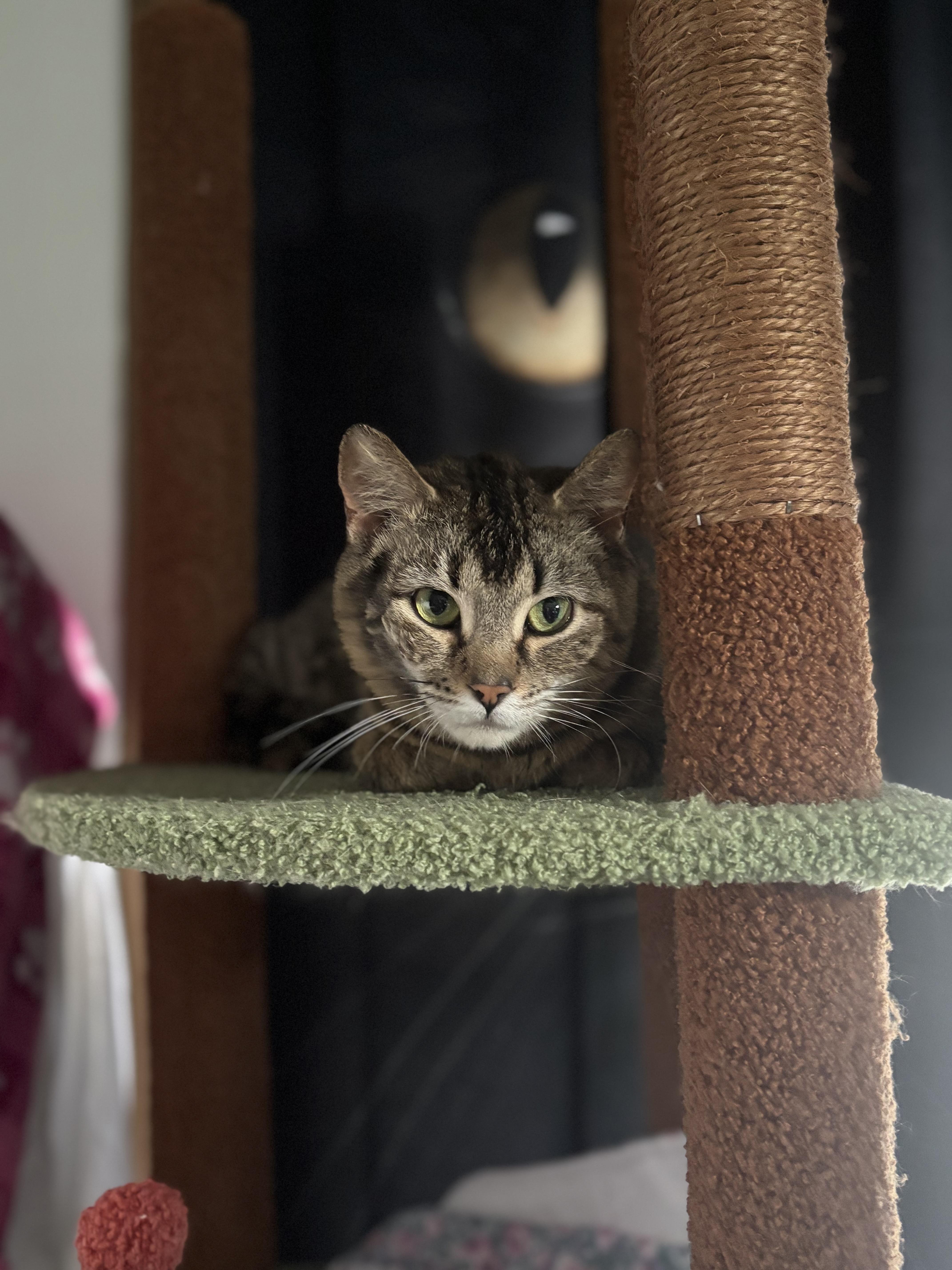 A young medium-sized female Tabby (Brown / Chocolate) Domestic Short Hair cat named Shania for adoption in Pittsburgh, PA