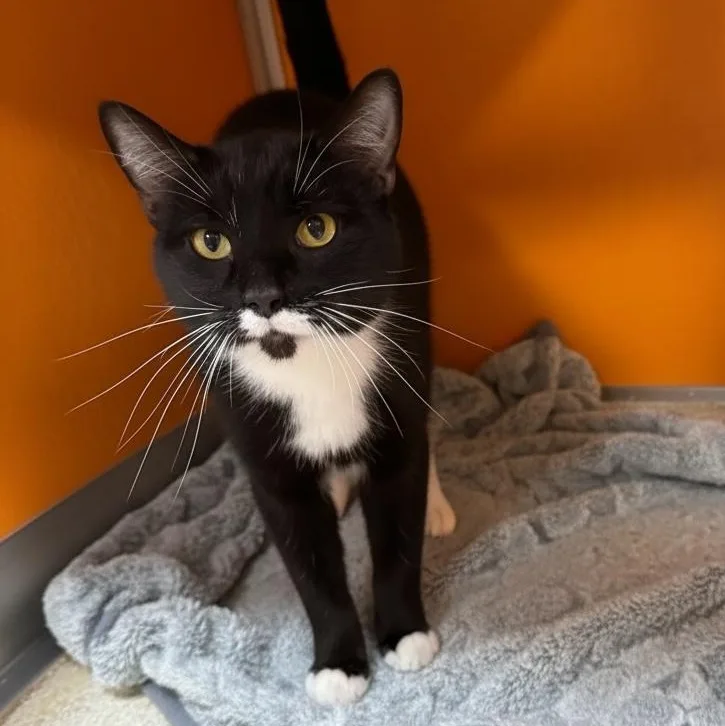A senior medium-sized female Black Domestic Short Hair cat named Willie for adoption in Elyria, OH