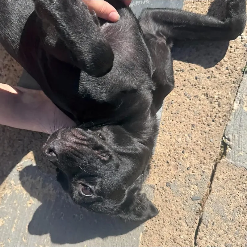 A baby medium-sized female Labrador Retriever dog named Lacey for adoption in Philadelphia, PA