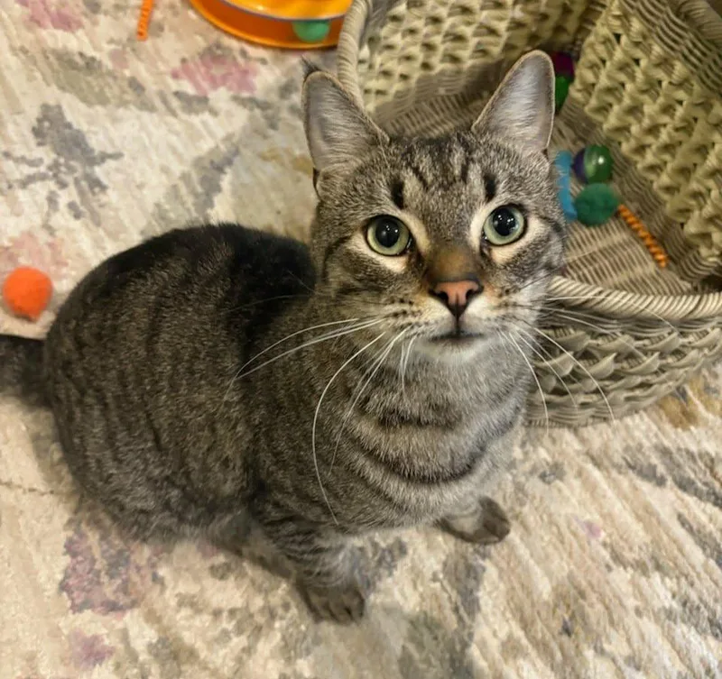 A baby medium-sized male Tabby (Brown / Chocolate) Domestic Short Hair cat named Andrew for adoption in Rochester, NY