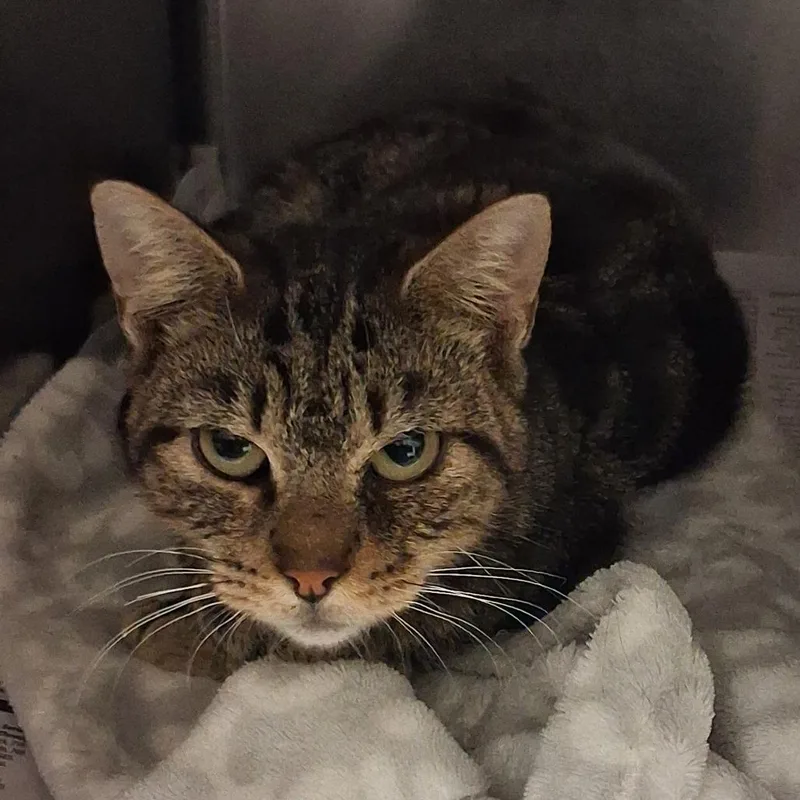 A young medium-sized female Domestic Short Hair cat named Hand Sanitizer for adoption in Elizabeth City, NC