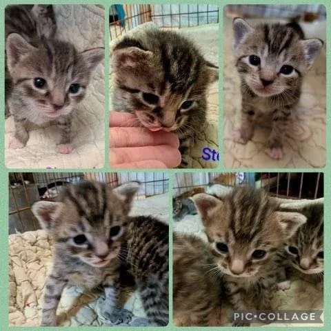 A baby small-sized male Brown / Chocolate Domestic Short Hair cat named Shere Khan for adoption in Williston, FL
