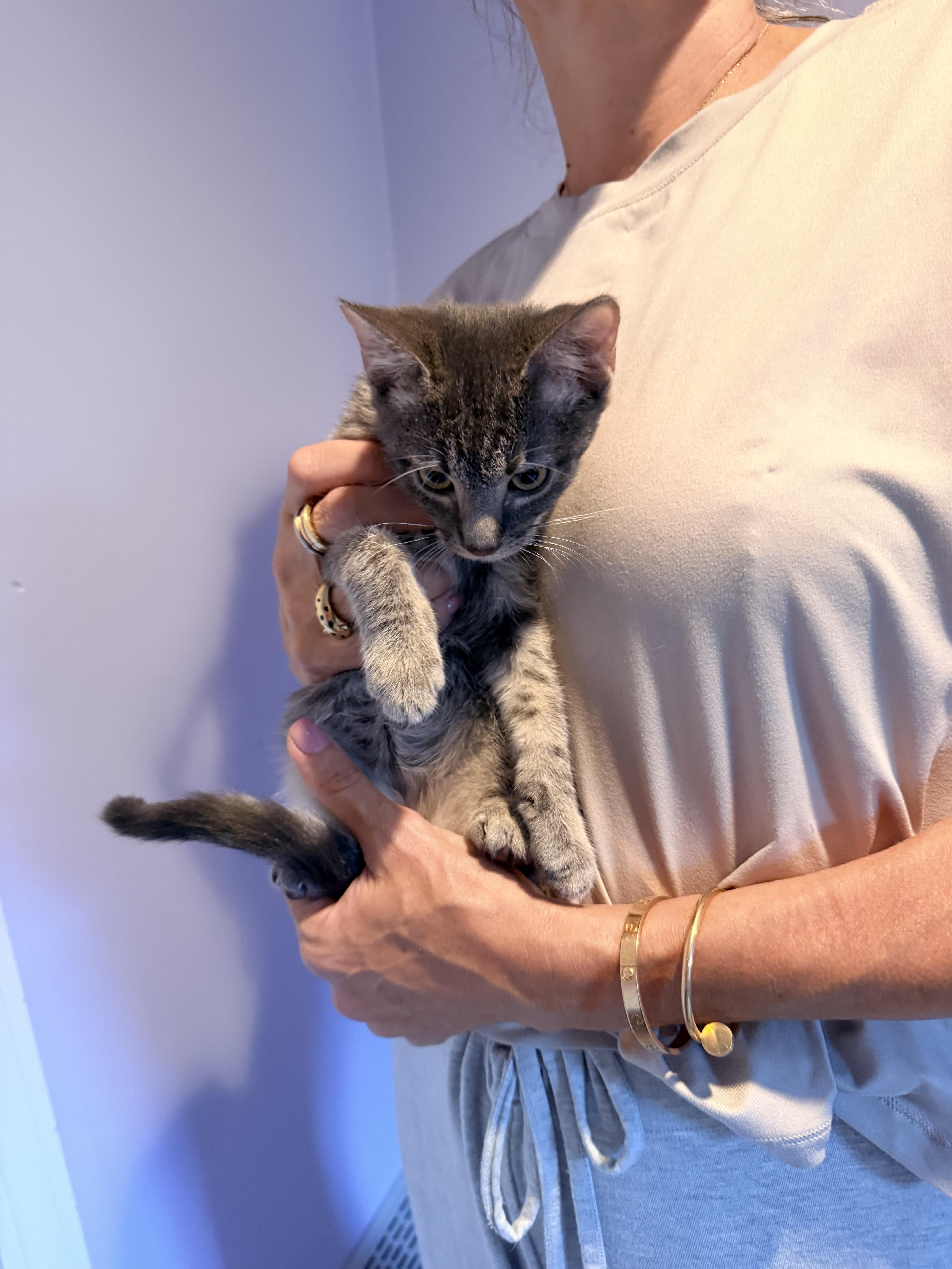 A baby small-sized male American Shorthair cat named Lionel for adoption in Shrewsbury, MA