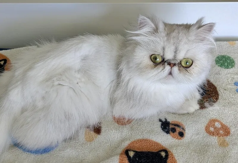 A young small-sized female White Persian cat named Rachel for adoption in valparaiso, IN
