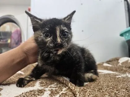 An adult small-sized female Domestic Short Hair cat named Special for adoption in Spruce Pine, NC