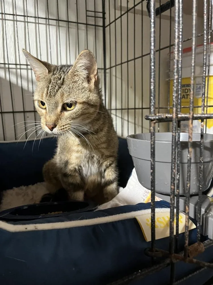 An adult medium-sized female Brown / Chocolate Domestic Short Hair cat named Tessa LAP CAT! for adoption in Franklin, WV