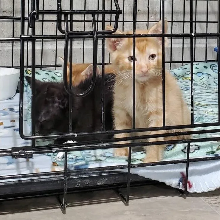 A baby small-sized male Orange / Red Domestic Short Hair cat named Nacho Cheez for adoption in Mondovi, WI