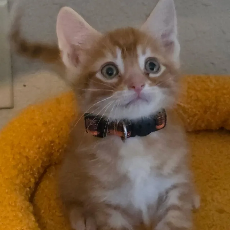 Nacho Cheez thumbnail 2
