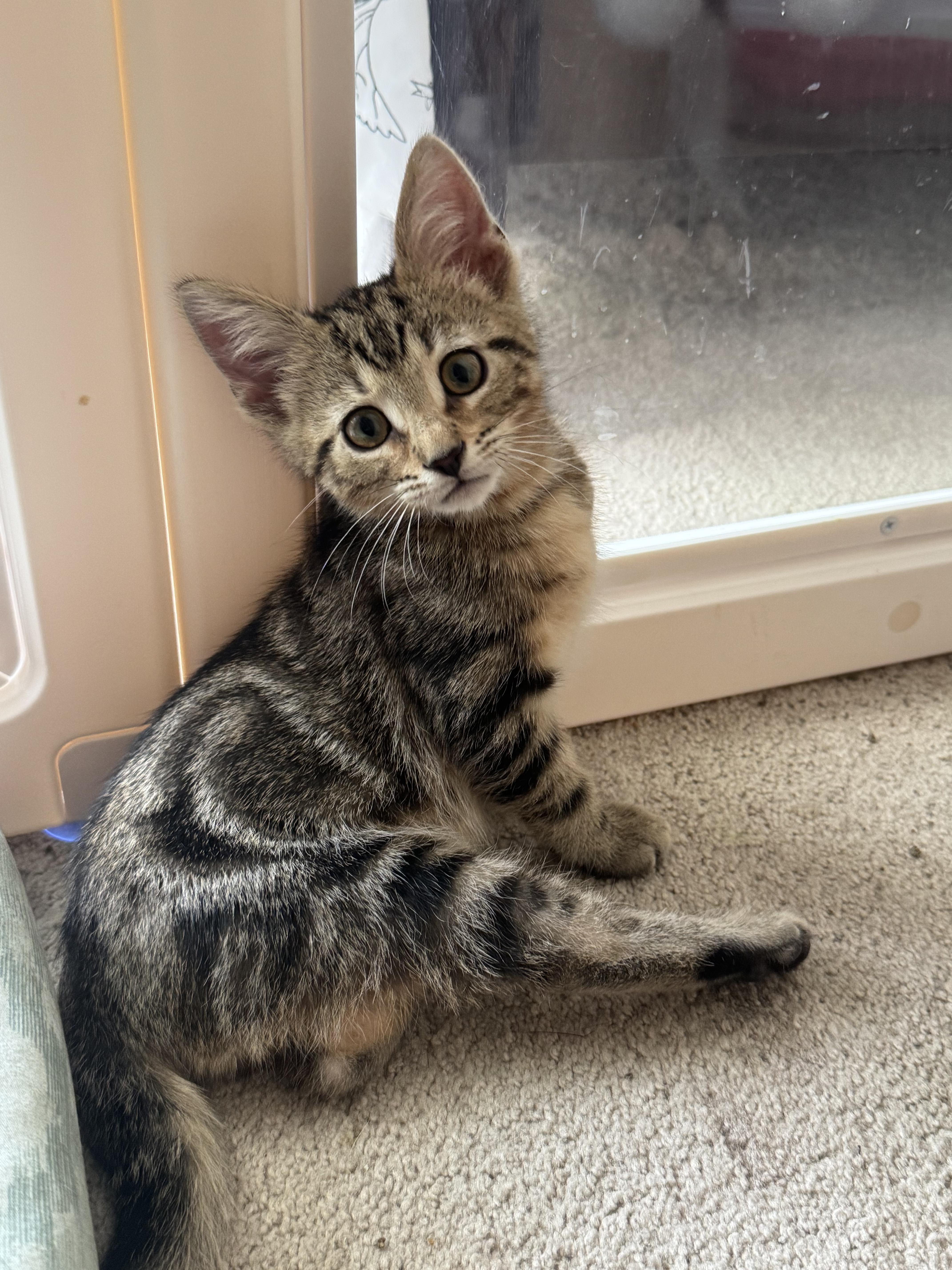 A baby medium-sized male Tabby (Buff / Tan / Fawn) Domestic Short Hair cat named Nesta...Surprise  it's a for adoption in Murfreesboro, TN