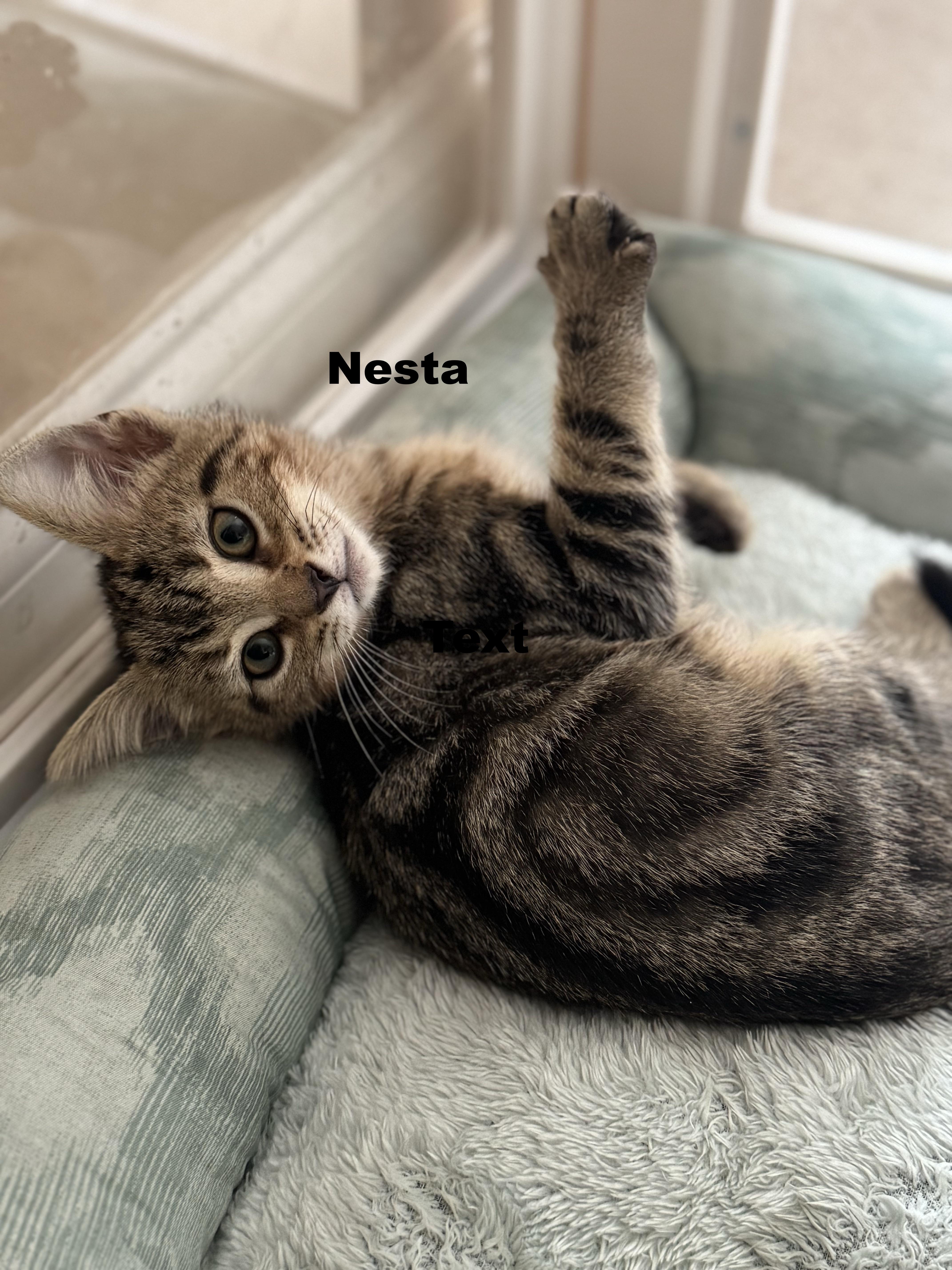 Nesta...Surprise  it's a thumbnail 3