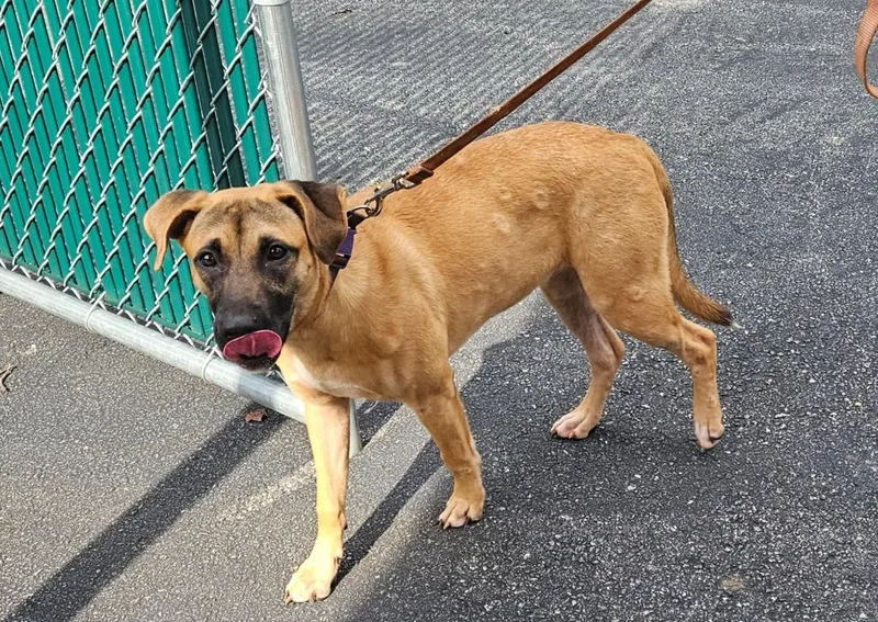 A baby medium-sized female Terrier dog named Nala for adoption in Mocksville, NC
