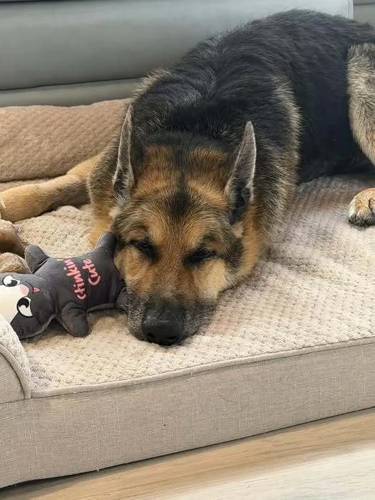 A senior large-sized male Tricolor (Brown, Black, & White) German Shepherd Dog dog named Shep for adoption in Melbourne Beach, FL