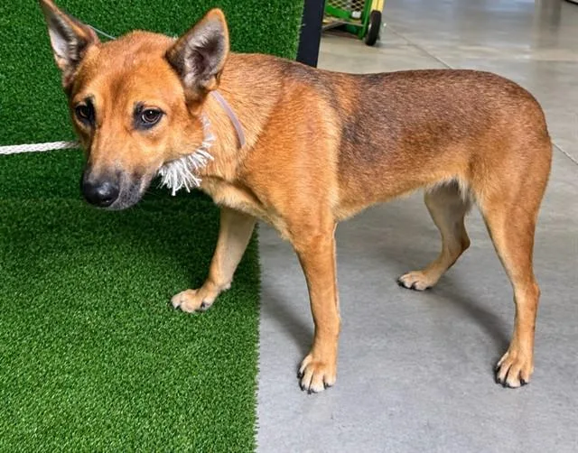 A young large-sized female German Shepherd Dog dog named Joan for adoption in Lancaster, CA