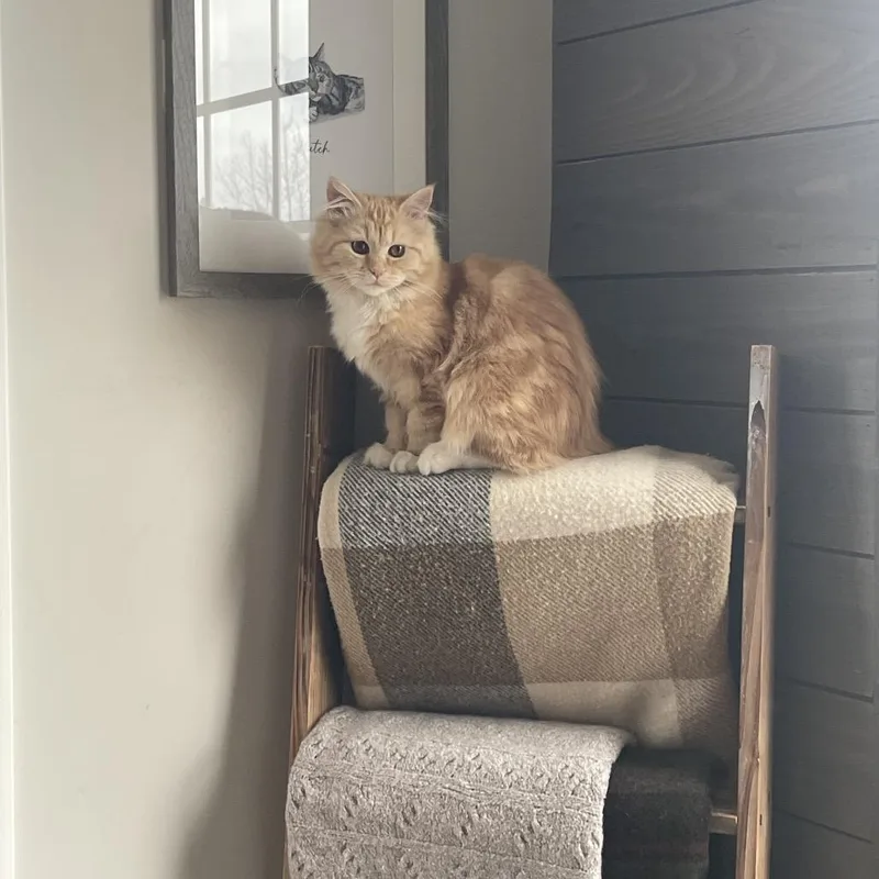 A young small-sized male Orange / Red Himalayan cat named Mochi for adoption in Brockton, MA