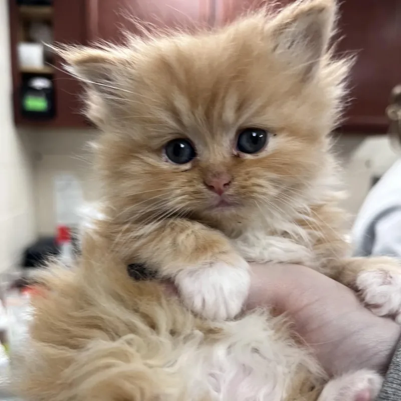Mochi thumbnail 2