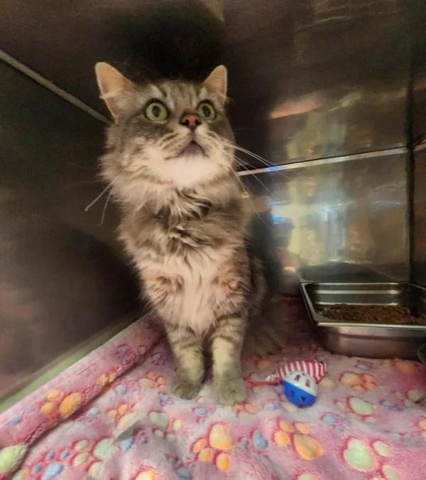 An adult medium-sized female Domestic Medium Hair cat named Nimbus for adoption in Great Falls, MT