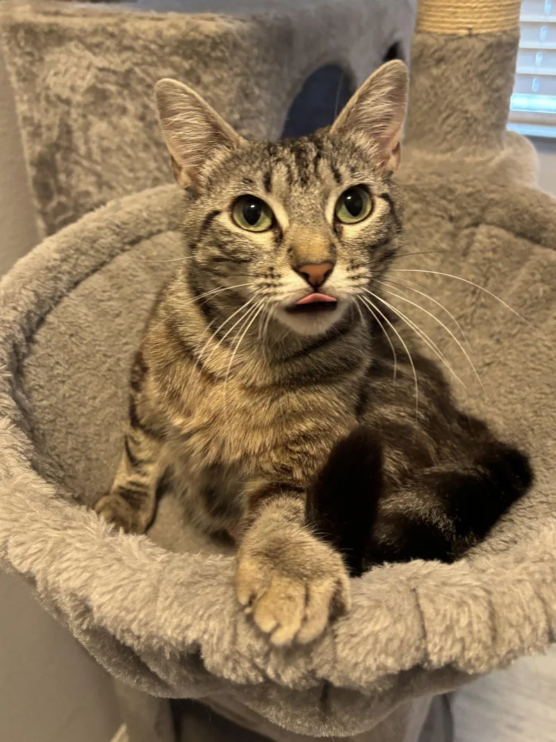 An adult medium-sized female Tabby cat named Momma for adoption in San Jose, CA