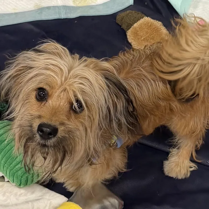 A young small-sized male Brown / Chocolate Yorkshire Terrier dog named Batman for adoption in Las Vegas, NV