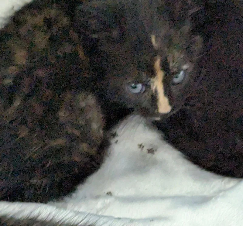 PeaNut