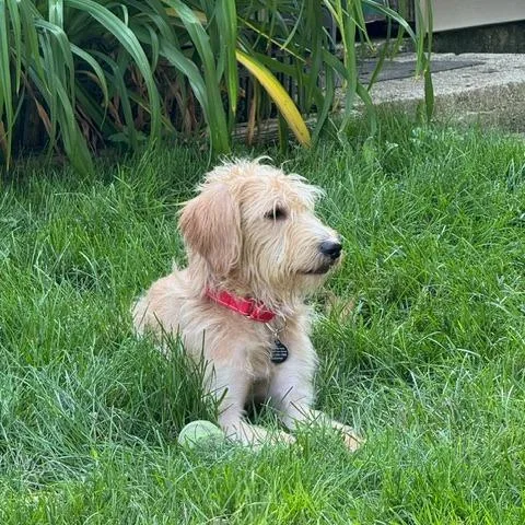 A young medium-sized female Yellow / Tan / Blond / Fawn Fox Terrier dog named Doodle Bug for adoption in Northbrook, IL