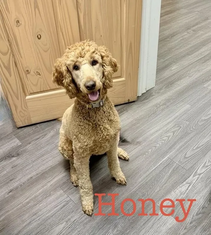 An adult medium-sized female Golden Standard Poodle dog named Honey for adoption in Semmes, AL