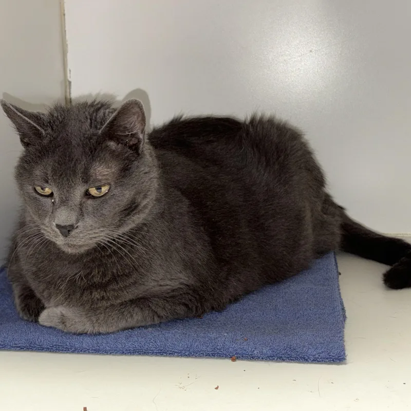 Stephen King thumbnail 2