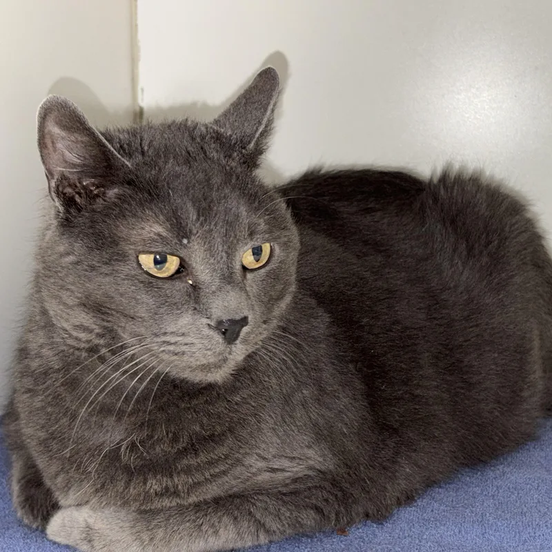 Stephen King thumbnail 3