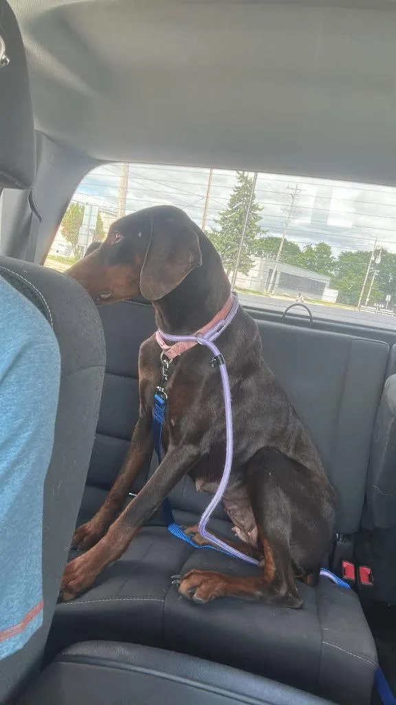 An adult large-sized female Doberman Pinscher dog named Adobe $ for adoption in Milwaukee, WI
