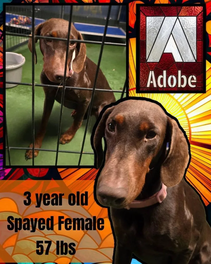 Adobe $ thumbnail 4