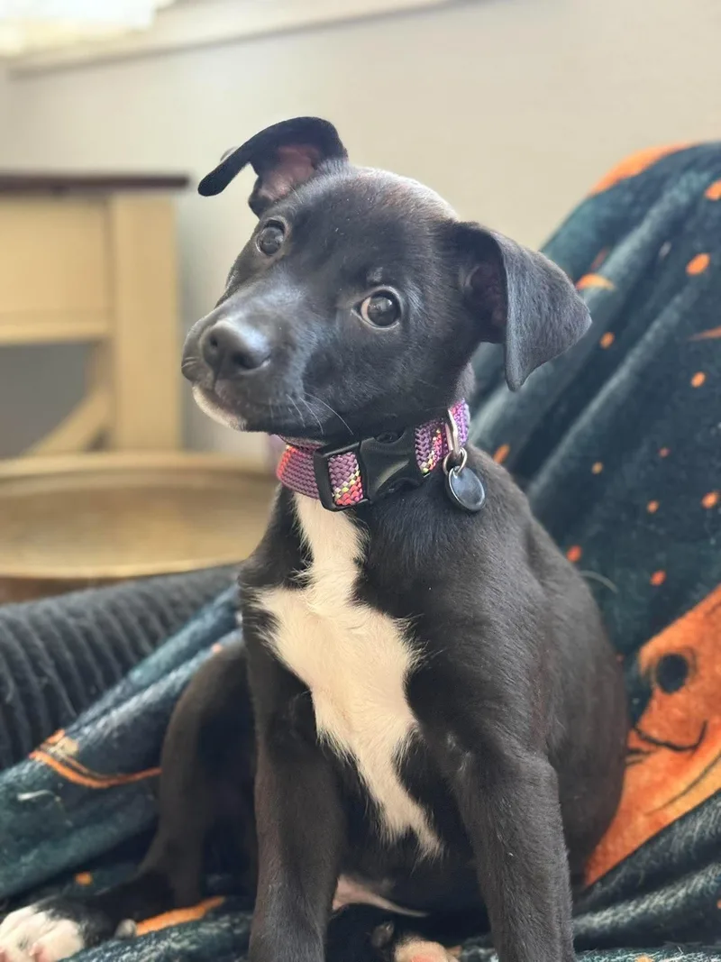 A young large-sized female Mixed Breed dog named Blossom for adoption in Visalia, CA